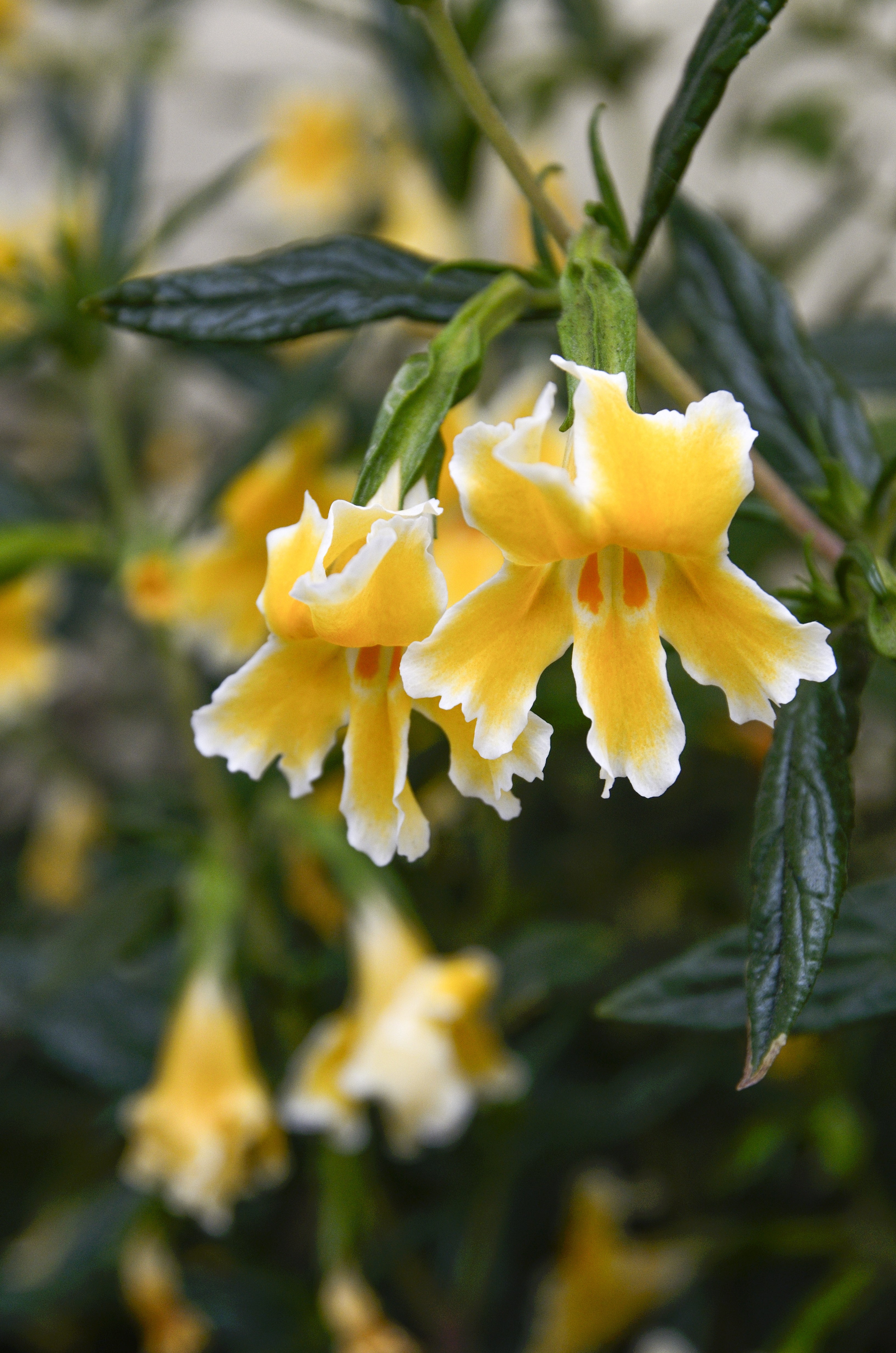 Mimulus 'Eleanor' – Monkey Flower