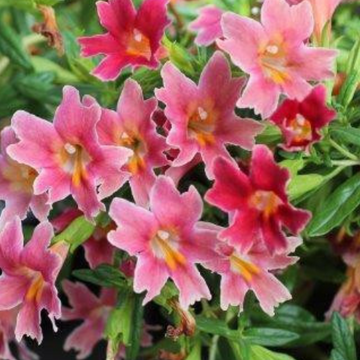 Mimulus aurantiacus 'Jelly Bean Betabel' – Sticky Monkey Flower
