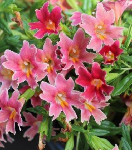 Mimulus aurantiacus 'Jelly Bean Betabel' – Sticky Monkey Flower