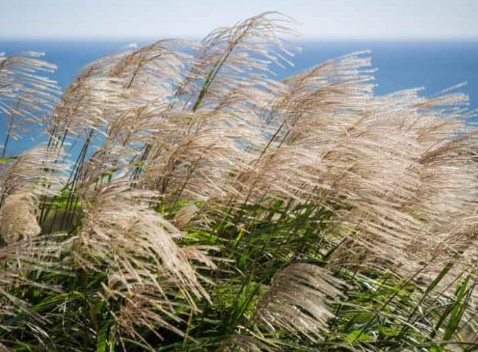 MISCANTHUS sinensis 'Gracillimus'