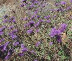Monardella villosa 'Russian River' – Coyote Mint