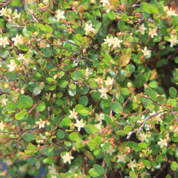 Muehlenbeckia axillaris – Small Leaf Creeping Wire Vine