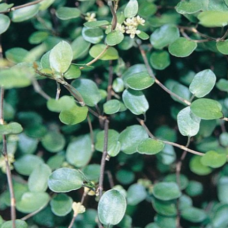 Muehlenbeckia complexa 'Big Leaf' – Creeping Wire Vine