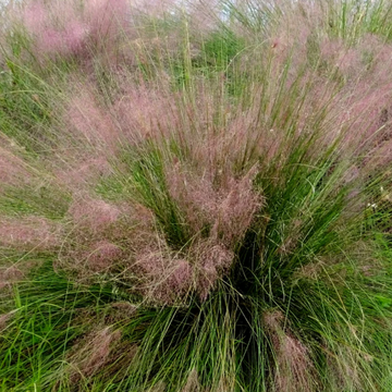 Muhlenbergia sericea (syn. M. filipes, M. capillaris var. filipes) – Gulf Muhly