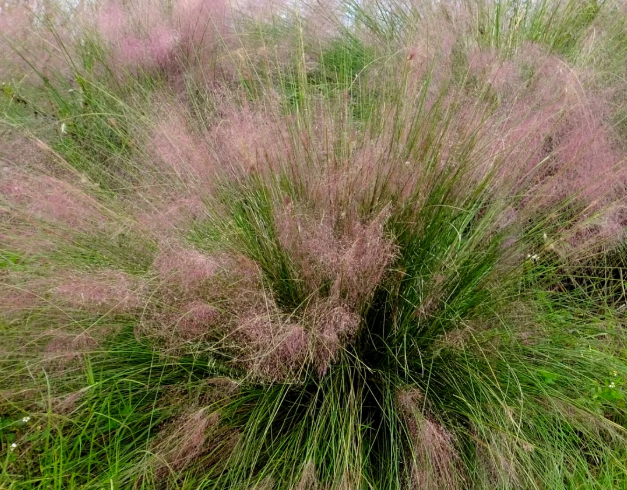Muhlenbergia sericea (syn. M. filipes, M. capillaris var. filipes) – Gulf Muhly