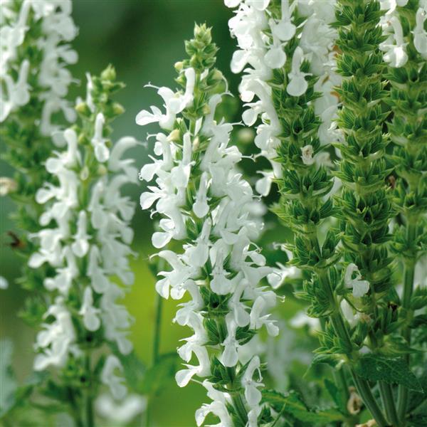 Salvia nemorosa 'Lyrical White' – Meadow Sage