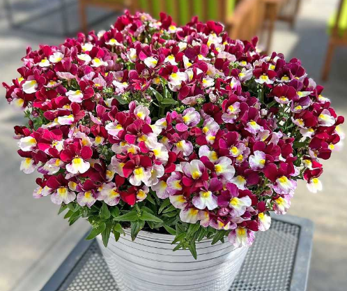 Nemesia Escential 'Cherryberry' – Escential Series