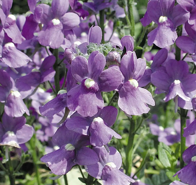Karoo Nemesia 'Karoo Dark Blue' – live annual, fragrant