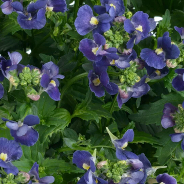 Nemesia hybrid Nesia 'Denim' – Nemesia