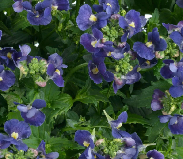 Nemesia hybrid Nesia 'Denim' – Nemesia