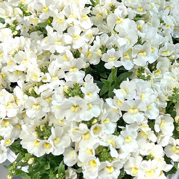 Nemesia Escential 'Snowberry' – Nemesia