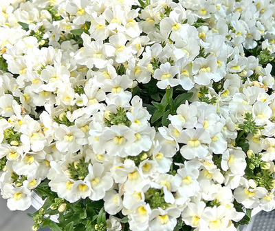 Nemesia 'Snowberry' – live annual, fragrant