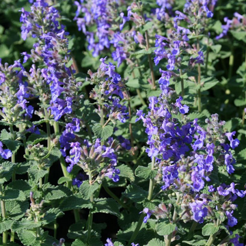 Nepeta x faassenii 'Blue Wonder' – Catmint