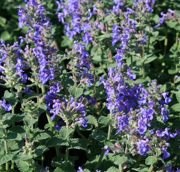 Nepeta x faassenii 'Blue Wonder' – Catmint