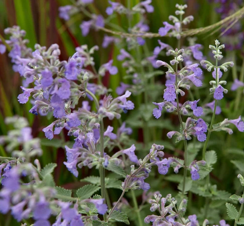 Nepeta x faassenii 'Six Hills Giant' – Catmint