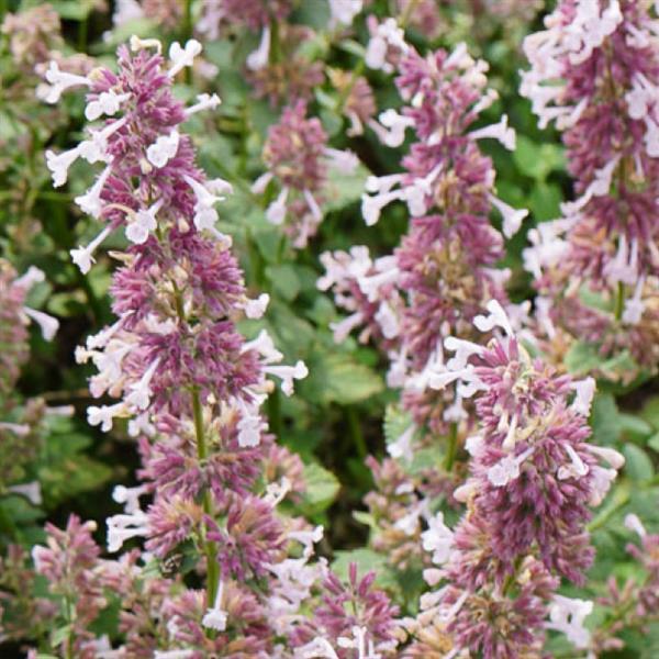 Nepeta x faassenii 'Whispurr Pink' – Catmint