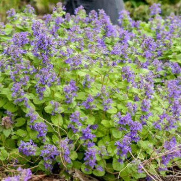 Nepeta 'Chartreuse on the Loose' – Catmint