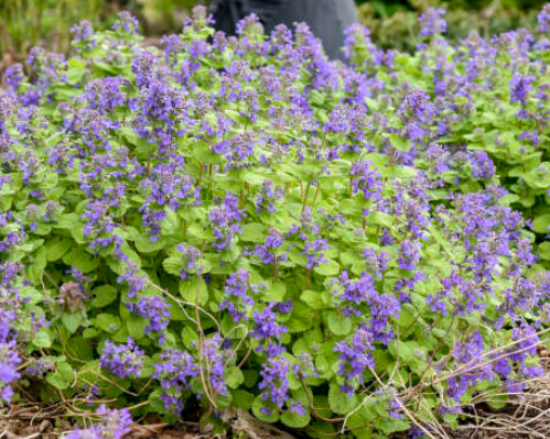 Nepeta 'Chartreuse on the Loose' – Catmint