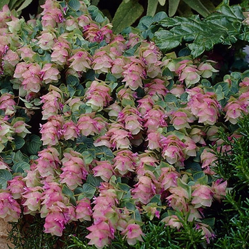 Origanum 'Kent Beauty' – Ornamental Oregano