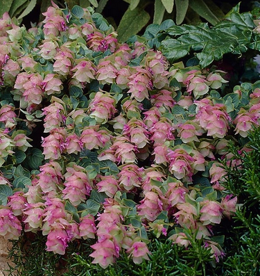 Origanum 'Kent Beauty' – Ornamental Oregano