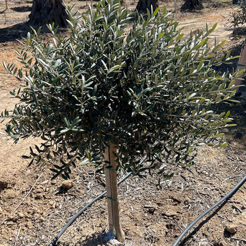 OLEA species 'Dwarf' (Available Now)