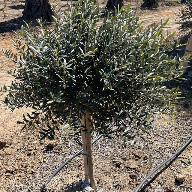 OLEA 'Dwarf' – live plant