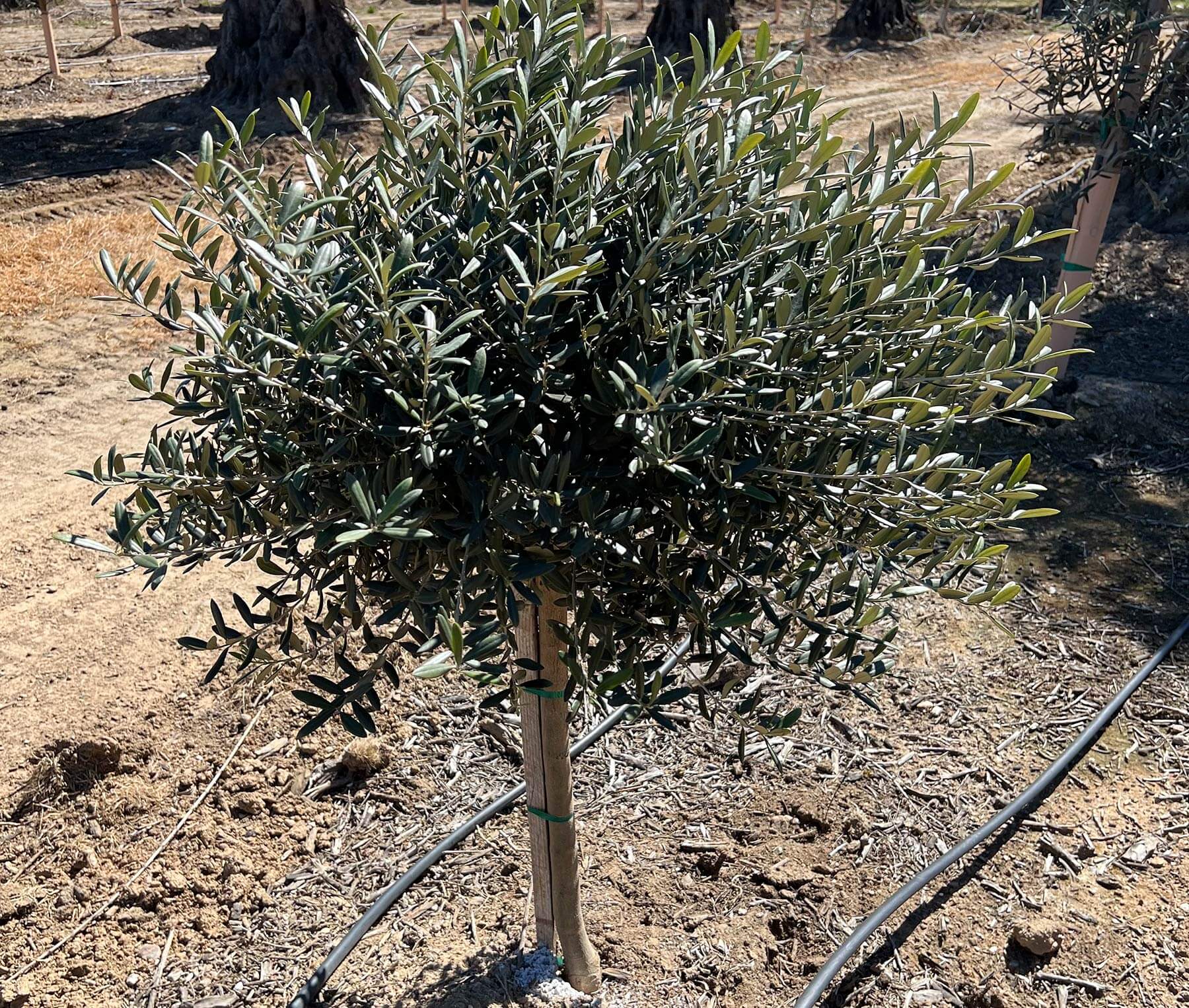 OLEA species 'Dwarf' (Available Now)