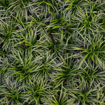 Ophiopogon japonicus 'Nana' – Dwarf Mondo Grass