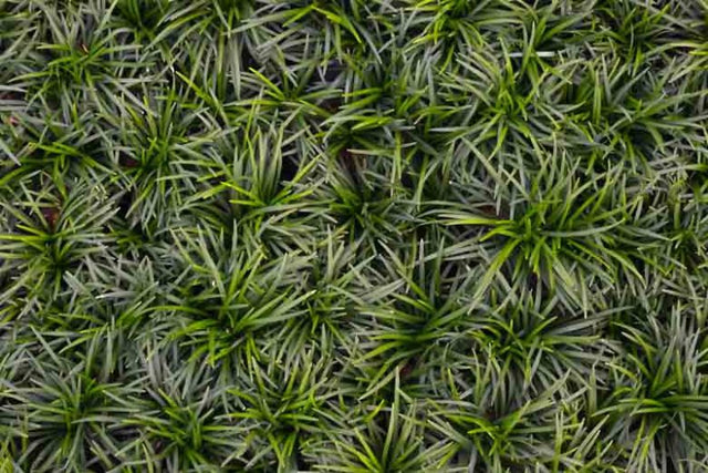 Ophiopogon japonicus 'Nana' – Dwarf Mondo Grass