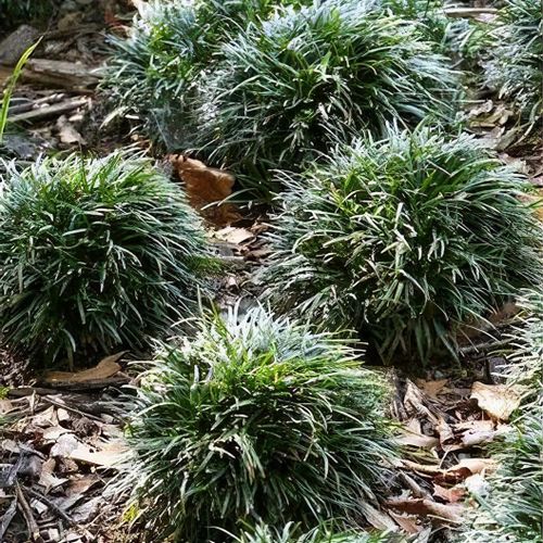 Ophiopogon japonicus 'Minor' – Dwarf Mondo Grass