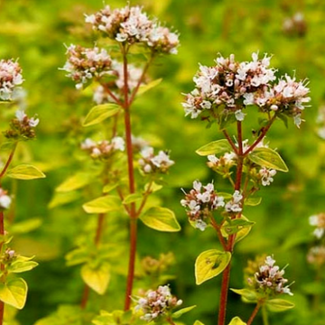 Origanum vulgare 'Aureum Prostratum' – Golden Creeping Oregano