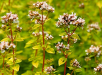 Origanum vulgare 'Aureum Prostratum' – Golden Creeping Oregano