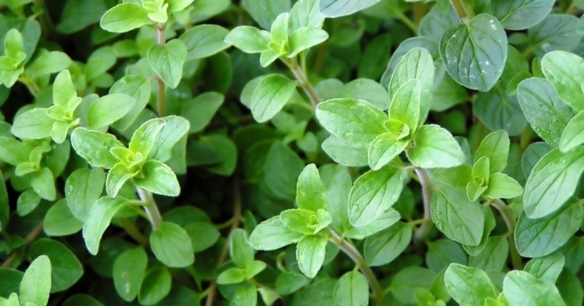 Origanum vulgare 'Zoregano' – Oregano