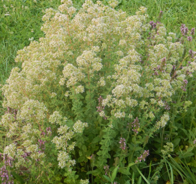 Origanum heracleoticum – Greek Oregano