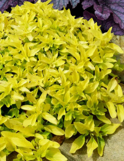 Origanum vulgare 'Aureum Prostratum' – Golden Creeping Oregano