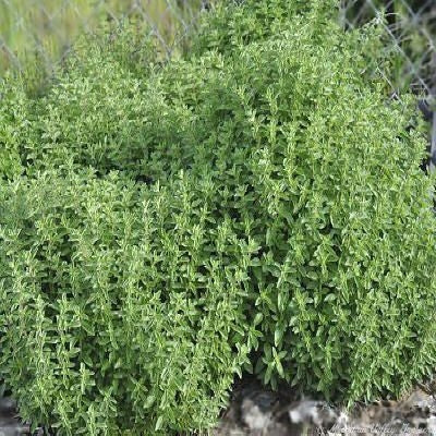 Origanum vulgare – Organic Italian Oregano