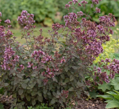 Origanum laevigatum 'Hopley’s' – Ornamental Oregano