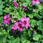 Oxalis brasiliensis – Brazilian Wood Sorrel