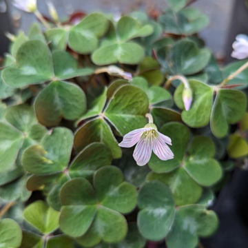 Oxalis oregana 'Klamath Ruby' – Redwood Sorrel