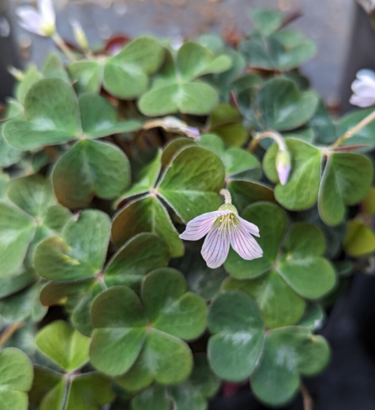 Oxalis oregana 'Klamath Ruby' – Redwood Sorrel