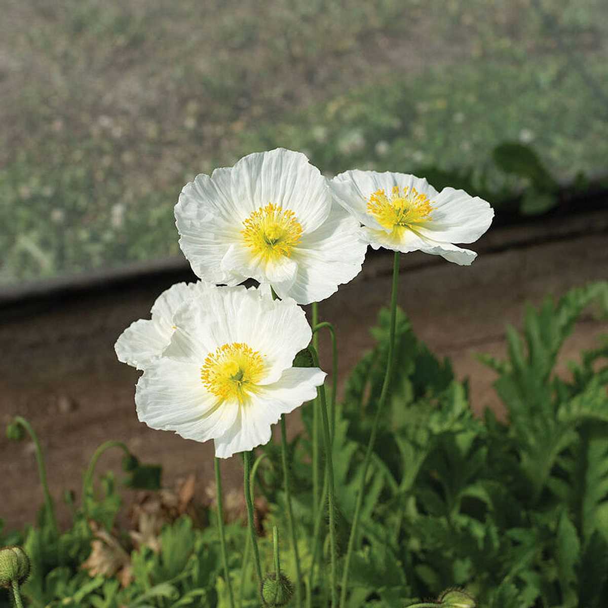 PAPAVER nudicaule 'Champagne Bubbles White' (Iceland Poppy)