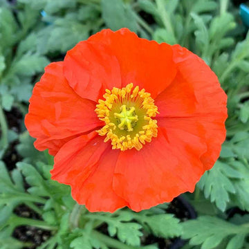 PAPAVER nudicaule 'Garden Gnome' (Iceland Poppy)