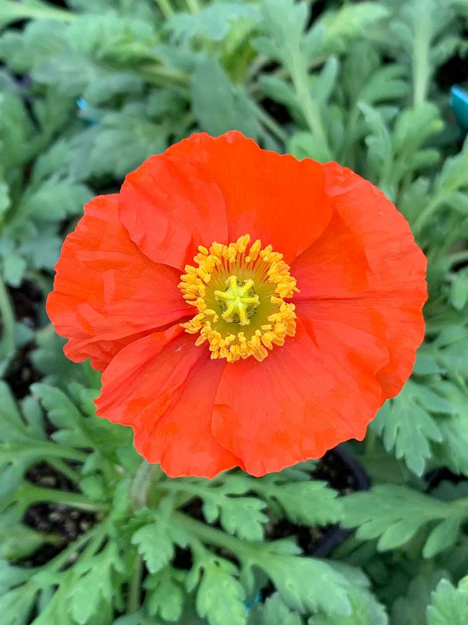 PAPAVER nudicaule 'Garden Gnome' (Iceland Poppy)