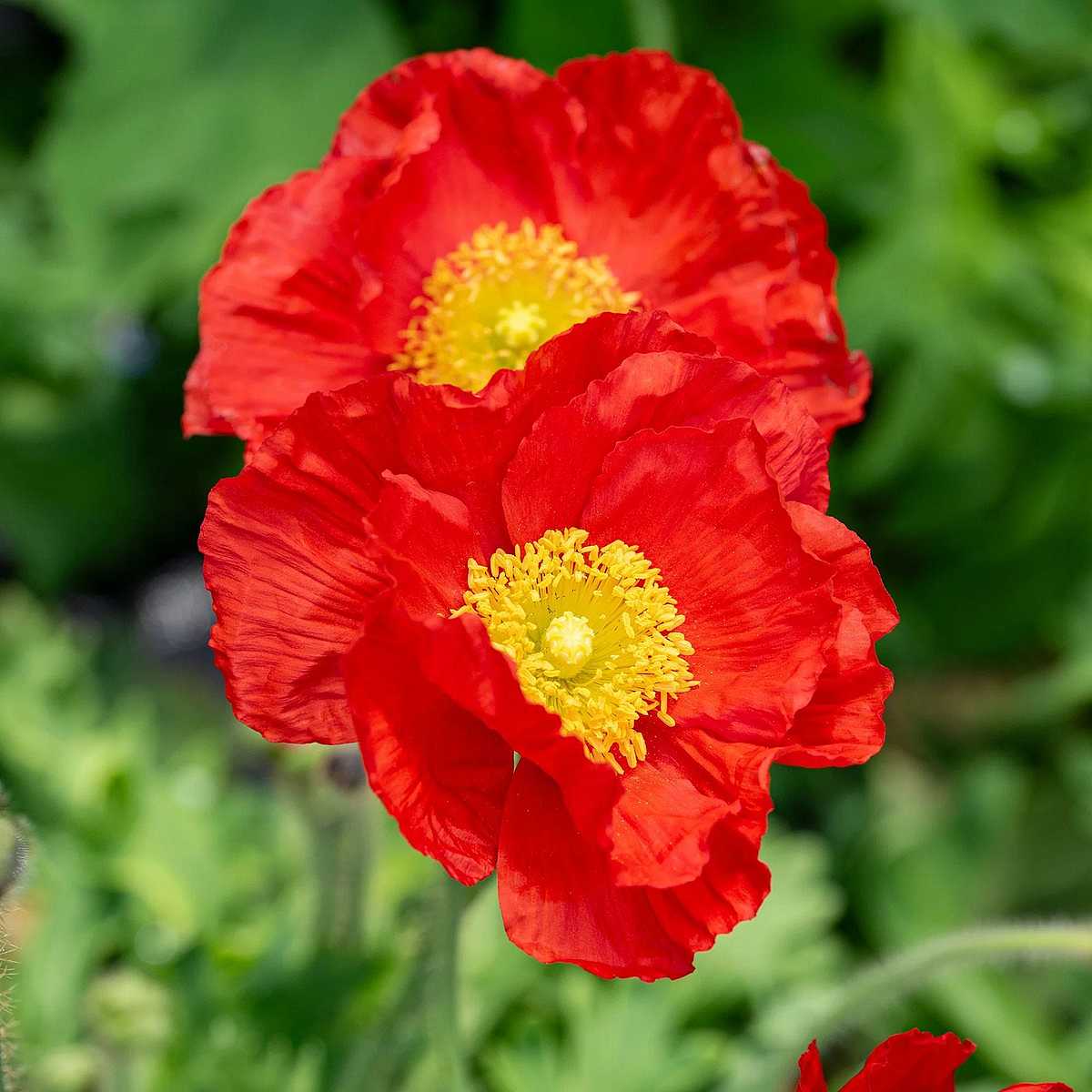 Papaver nudicaule 'Champagne Bubbles Scarlet' – Iceland Poppy