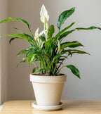 SPATHIPHYLLUM wallisii variegated "Peace Lily"
