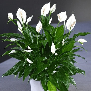 SPATHIPHYLLUM wallisii "Peace Lily"