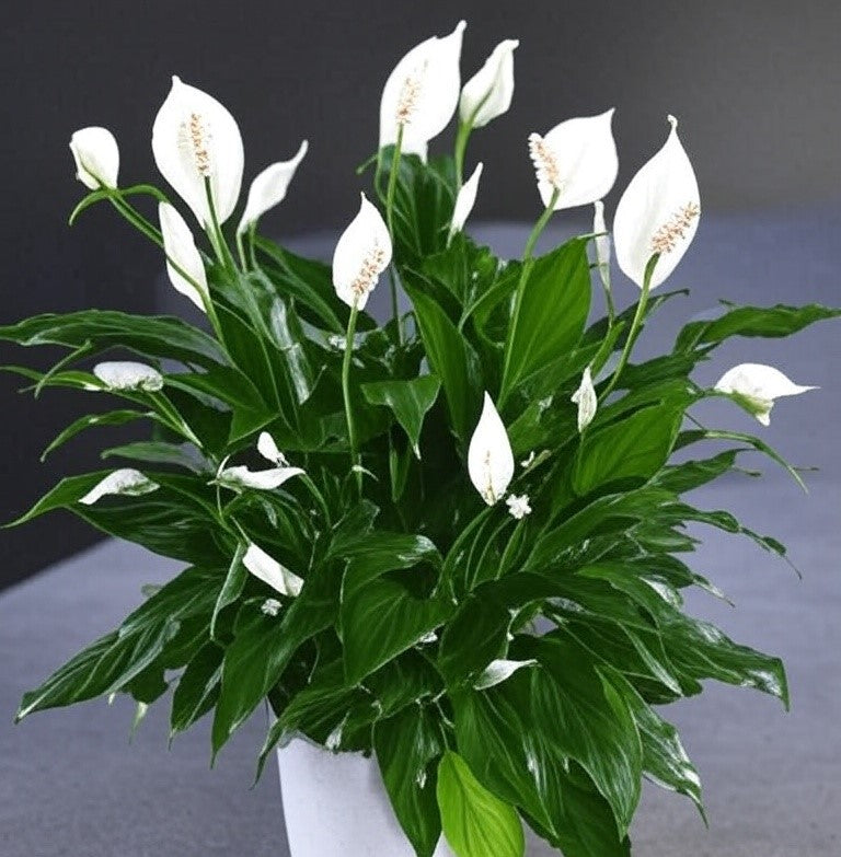 SPATHIPHYLLUM wallisii "Peace Lily"
