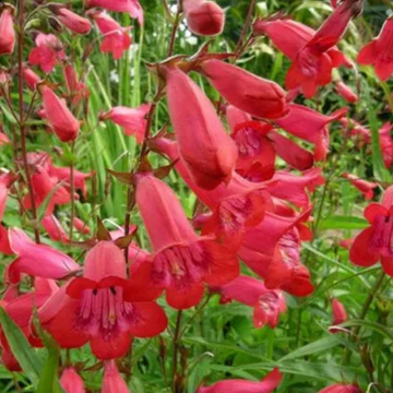 Penstemon 'Firebird' – Beardtongue
