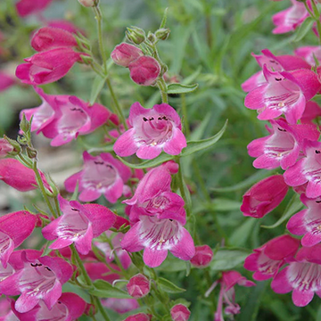 Penstemon x mexicali 'Red Rocks' – Beardtongue