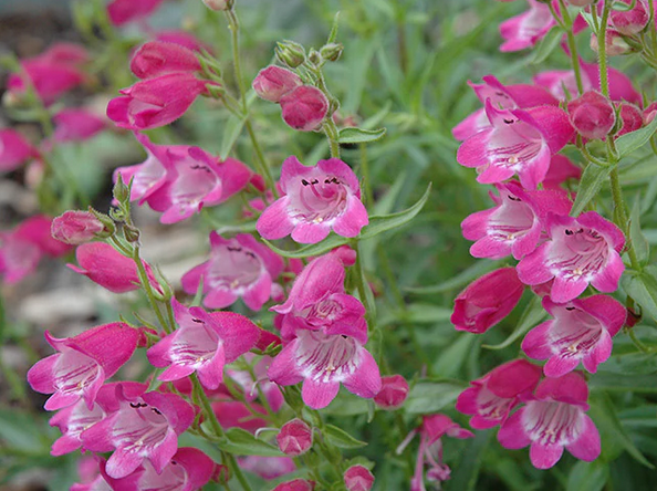 Penstemon x mexicali 'Red Rocks' – Beardtongue